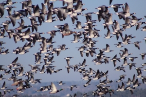Gåsweekend i Skåne med Singelresor