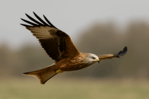 Gåsweekend i Skåne med Singelresor