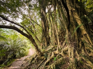 Taiwan med Singelresor