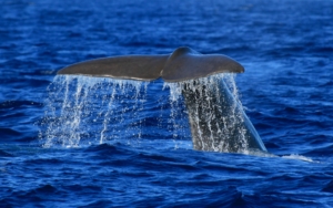 Azorera med Singelresor