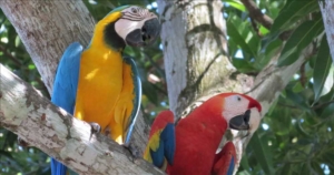 Costa Rica med Singelresor