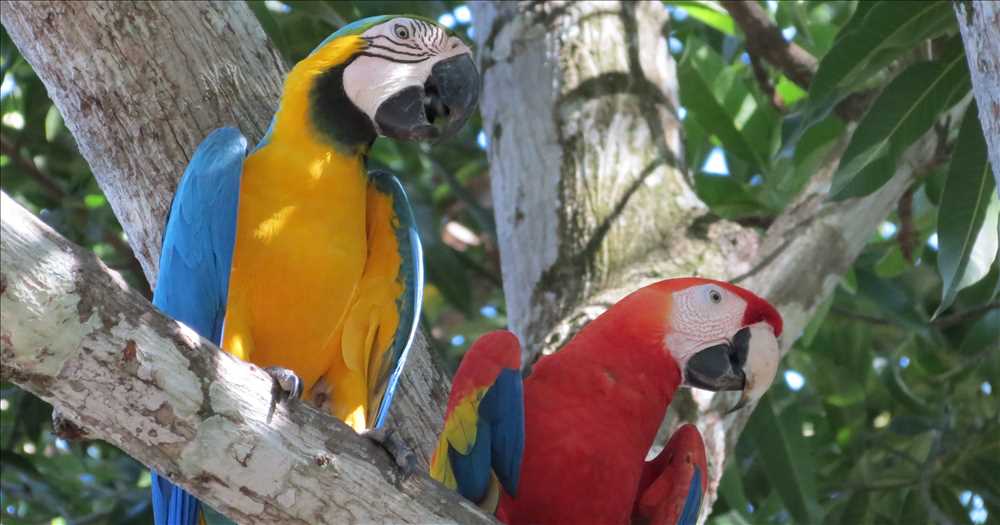 Costa Rica med Singelresor