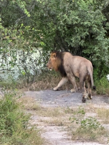 Botswana och Zimbabwe med Singelresor