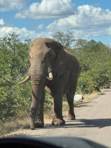 Botswana och Zimbabwe med Singelresor