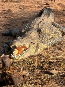 Botswana och Zimbabwe med Singelresor